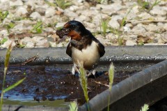 Harelaw Birds Photograph 3