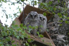 Harelaw Birds Photograph 4