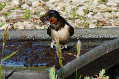 Swallow collecting nesting materials from our green garage roof