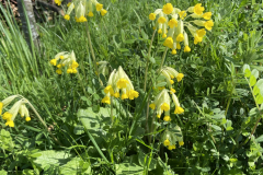 Cowslips on the meadow