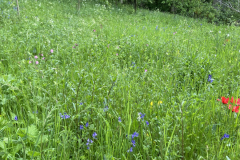 Spring meadow at Harelaw