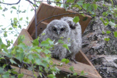 Tawny Owl Hoolits in one of our boxes