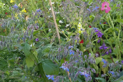 Flower border in the allotment