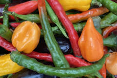Chilli harvest from the polytunnel