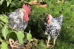 Buster and Freddy, two of our chickens