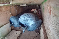 One of our Jackdaw pairs in their nest box