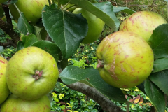One of the numerous apple trees here at Harelaw