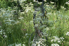 Summer-Meadow-Harelaw