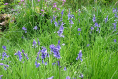 Bluebells on the spring meadow at Harelaw
