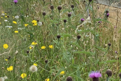 Summer meadow at Harelaw
