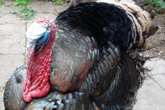 Harelaw Grounds Turkey Photograph 1