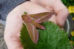 Harelaw Invertebrates Photograph 1