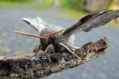 Harelaw Invertebrates Photograph 2