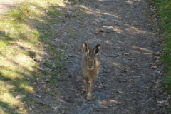 The Hare at Harelaw Photograph 1