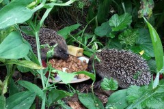 Harelaw Mammals - Hedgehogs Photograph 1
