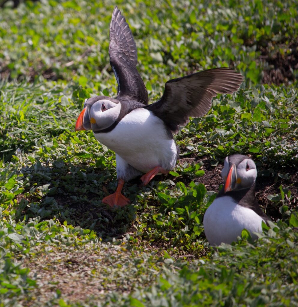 Puffins on Farne Islands